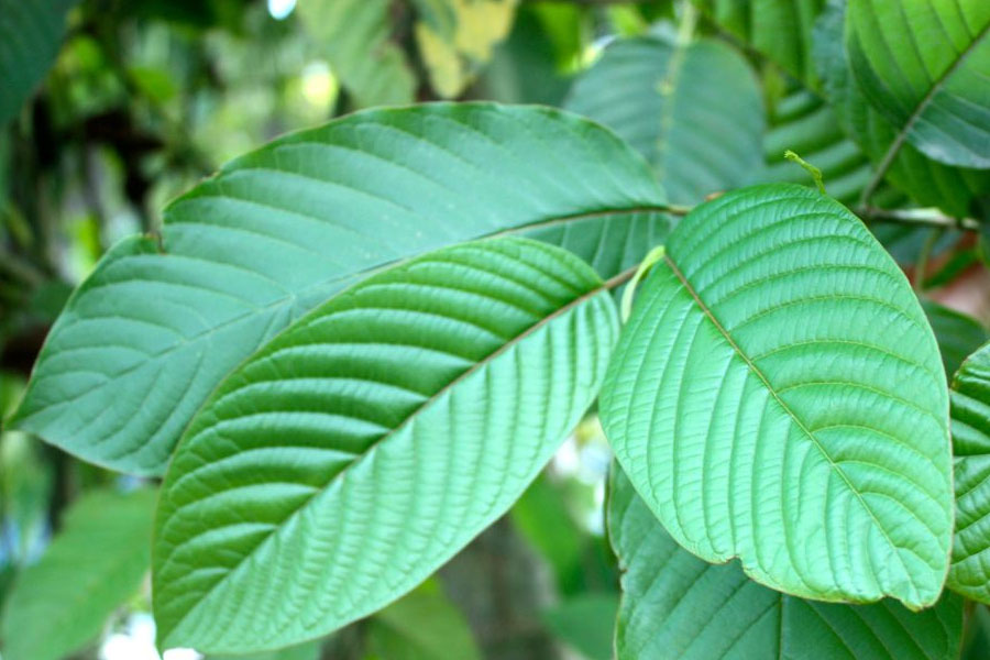 Speciosa.org