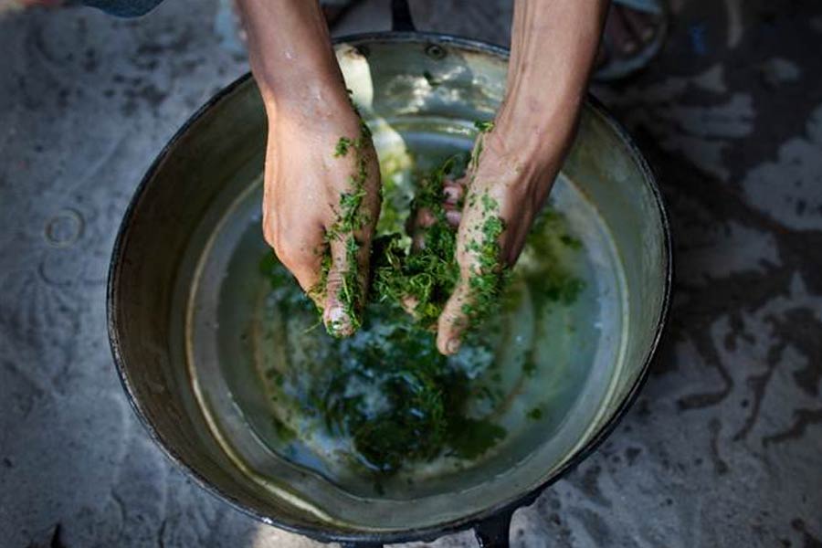 Speciosa.org